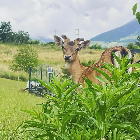 Tenuta Del Daino Farm stay
